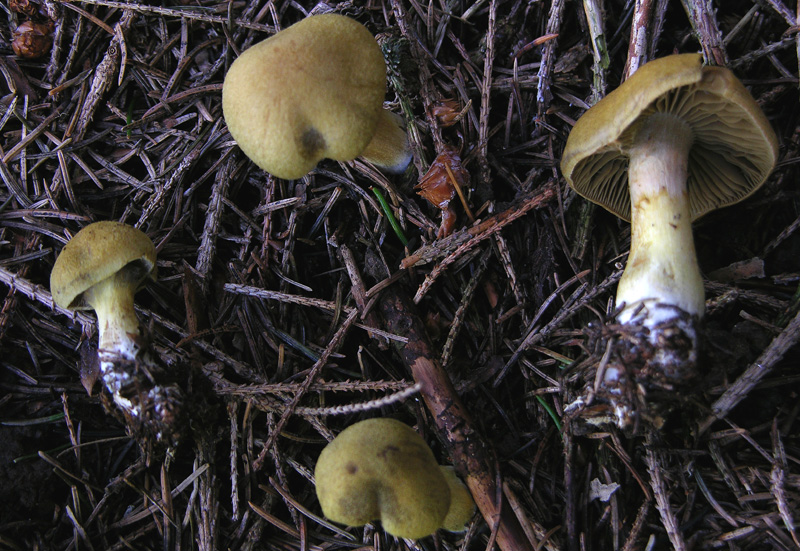 Un Cortinarius.....montano.